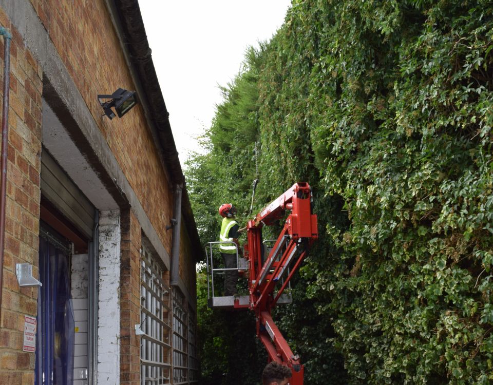 Hedge Trimming down an alleyway